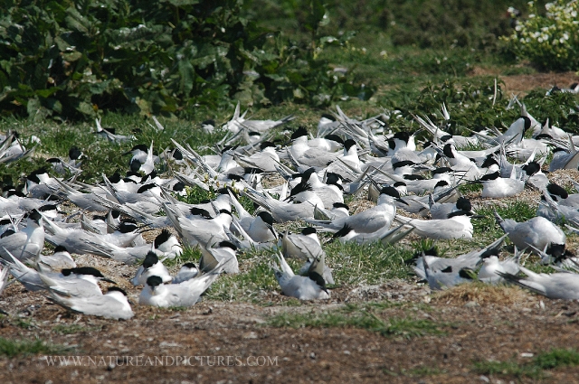 farne islands. bempton cliffs-34.jpg - SANDWICH TERNS, FARNE ISLANDS, IAN JULIAN PHOTOGRAPHER